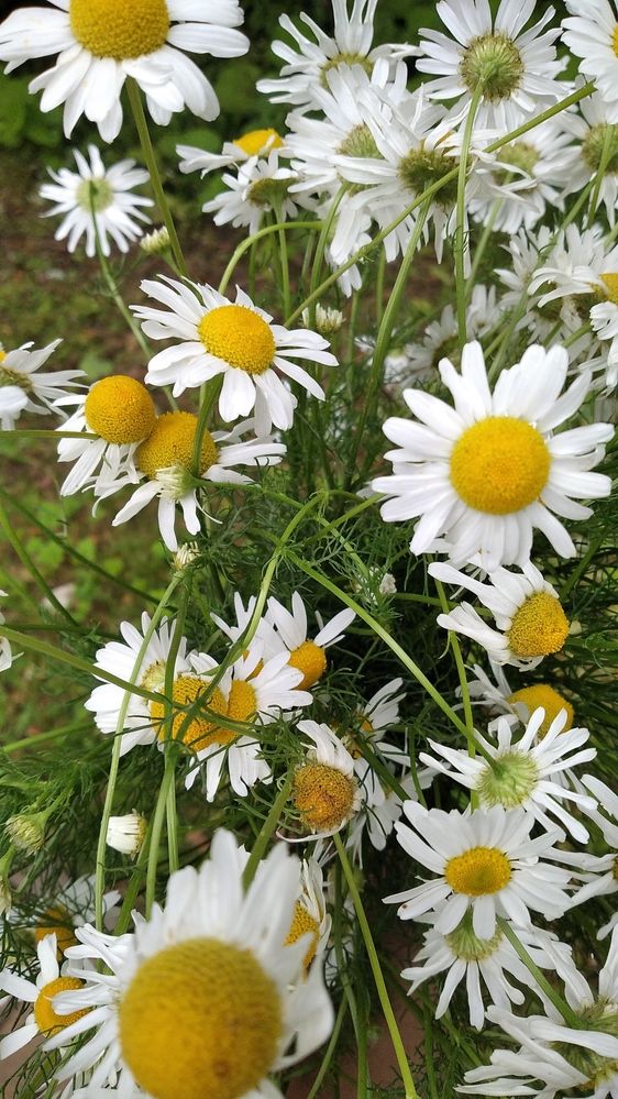 любит - не любит...