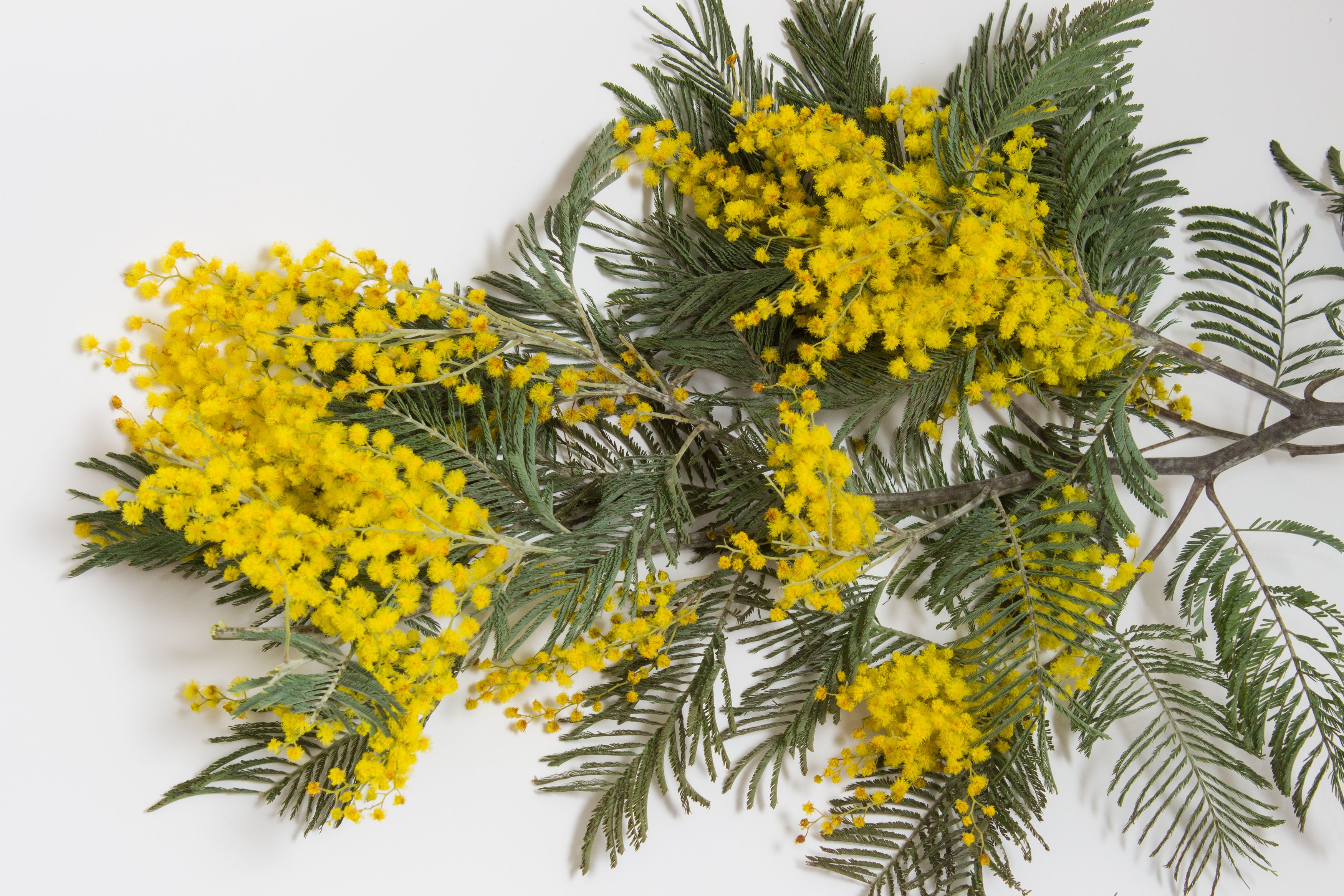 Photograph by Ирина Савостикова