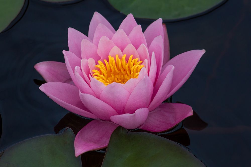 Photograph by Алексеев Сергей