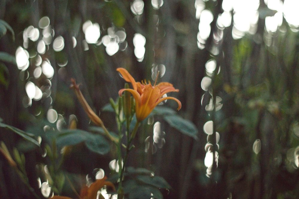 Photograph by Bojan Nikolovski