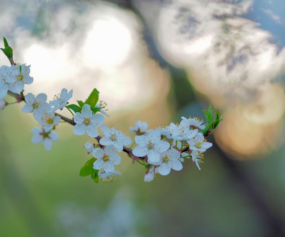 Photograph by Svetlana Aleks