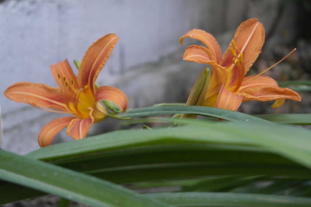 Photograph by Bojan Nikolovski