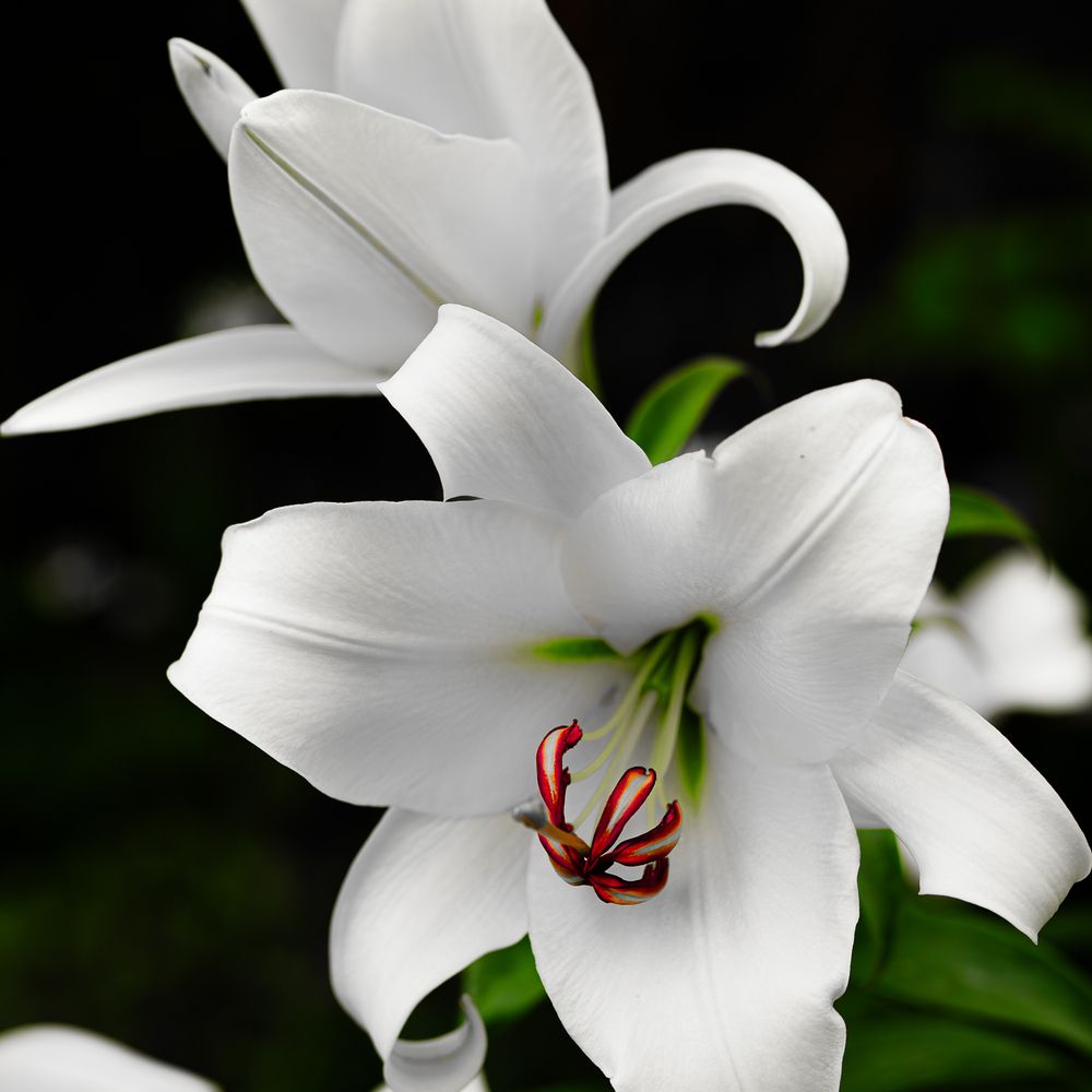 Photograph by Grigoriy