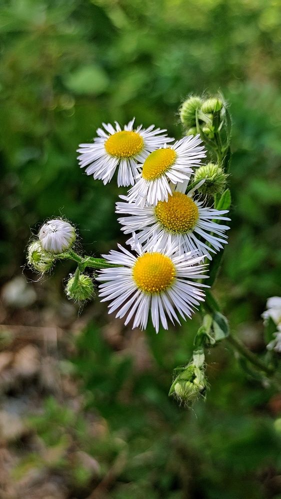 Photograph by Алла Холодова