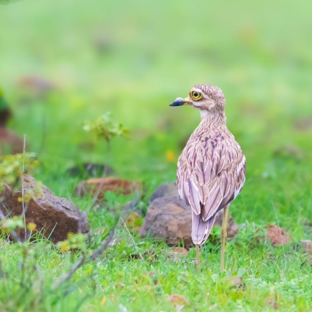 Indian Thick Knee