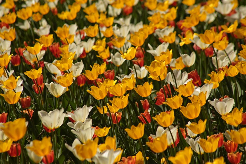 Фотография автора Александр Кожевников