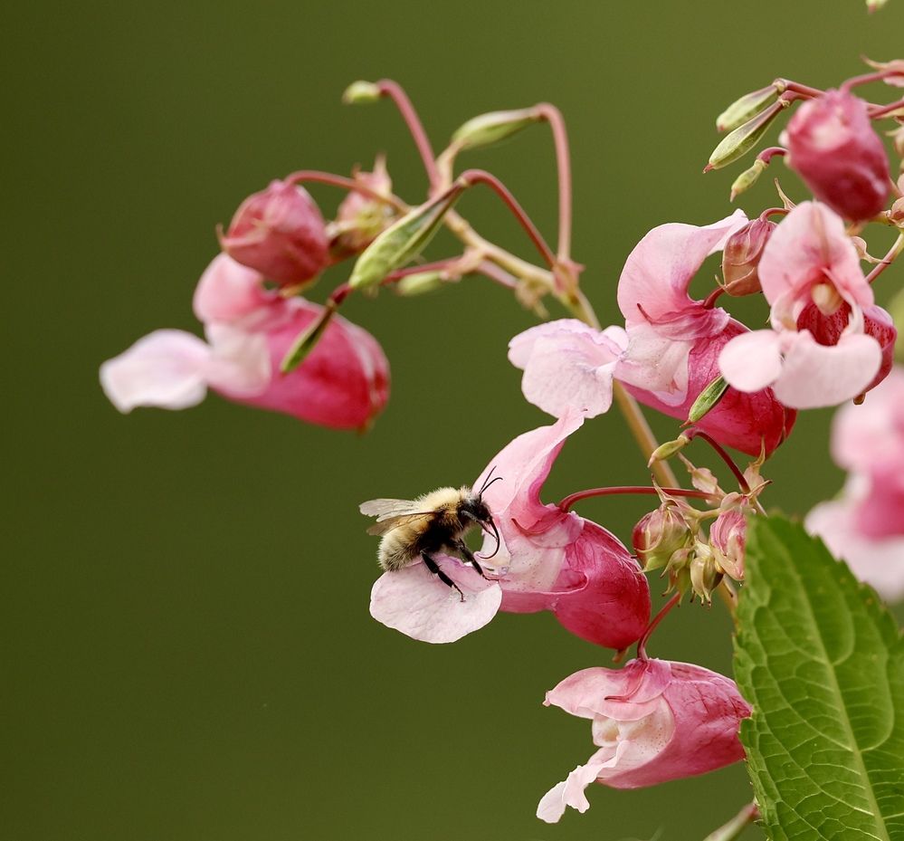 Фотография автора Голубков Леонид
