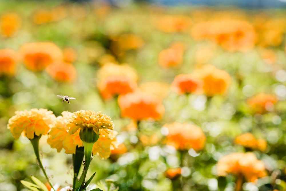 Photograph by answer