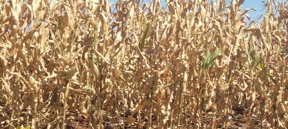 Photograph by Gilson Marcos Ferreira de OLIVEIRA