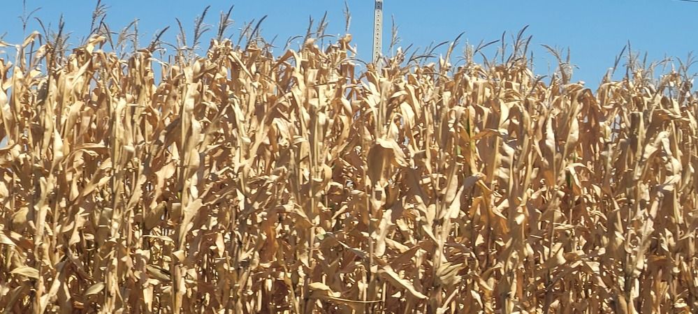 Photograph by Gilson Marcos Ferreira de OLIVEIRA