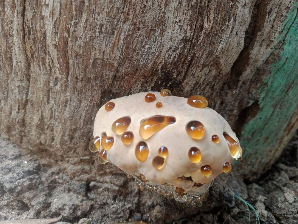 Photo #12511122
