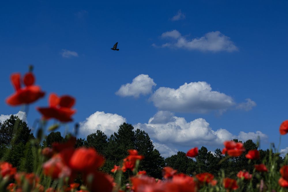 Photograph by Victoria Mogulyan