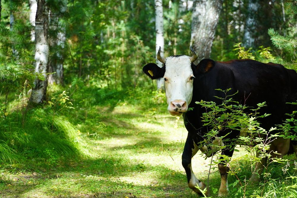 Неожиданная гостья из-за угла