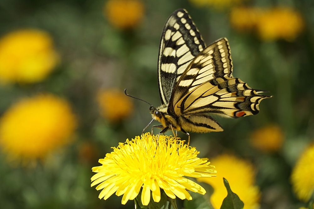 Дружище махаон