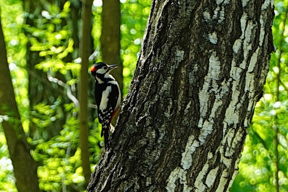 В весеннем лесу