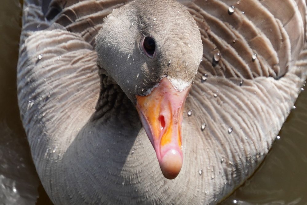 Фотография автора Sergej Roor