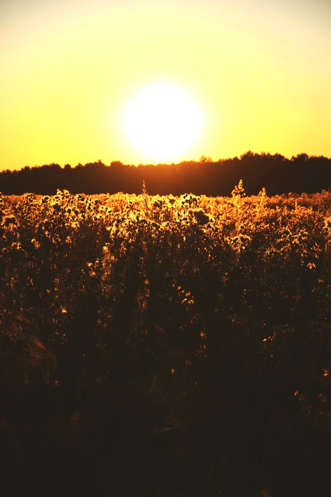 Photograph by Полина Овчинникова