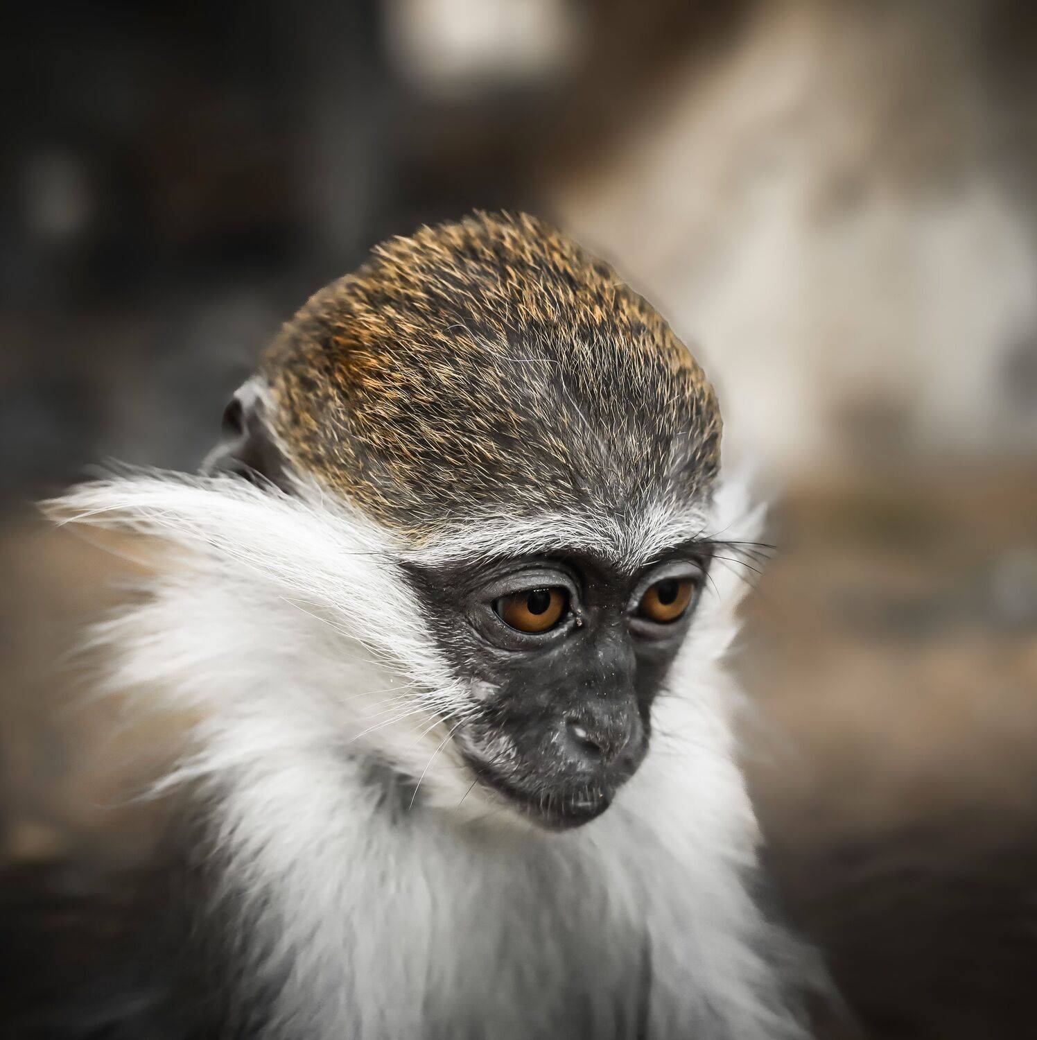 A sad monkey sits quietly