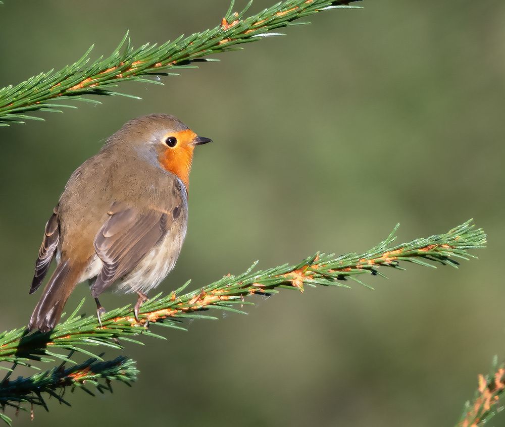 Photograph by Дмитрий Ткаченко