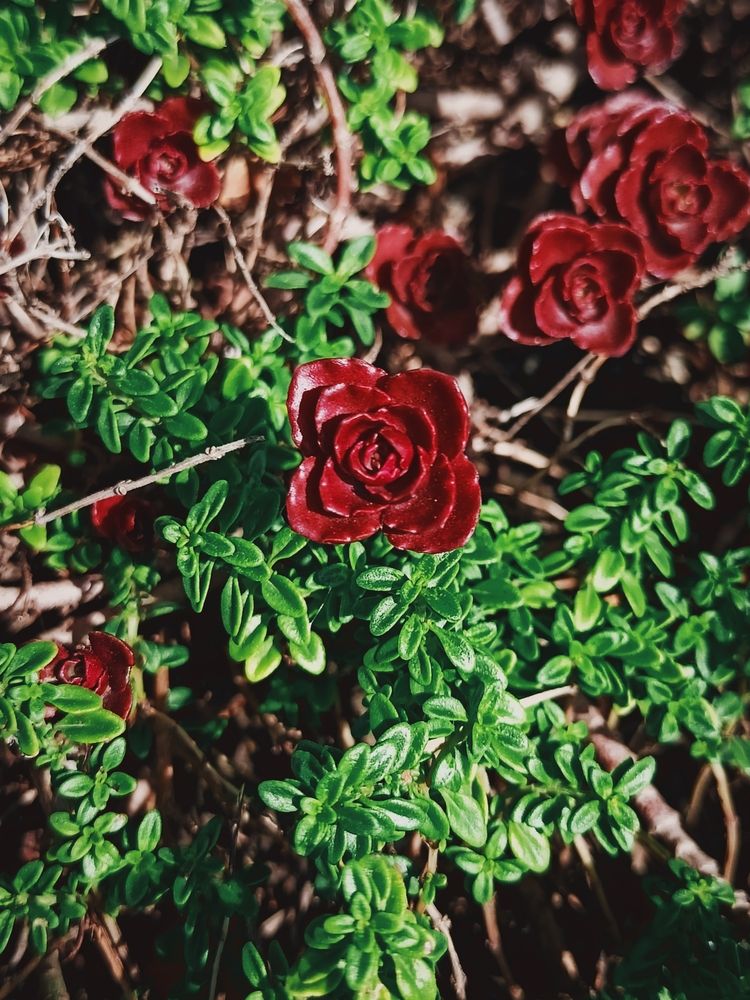 Photograph by Дарья Кирина