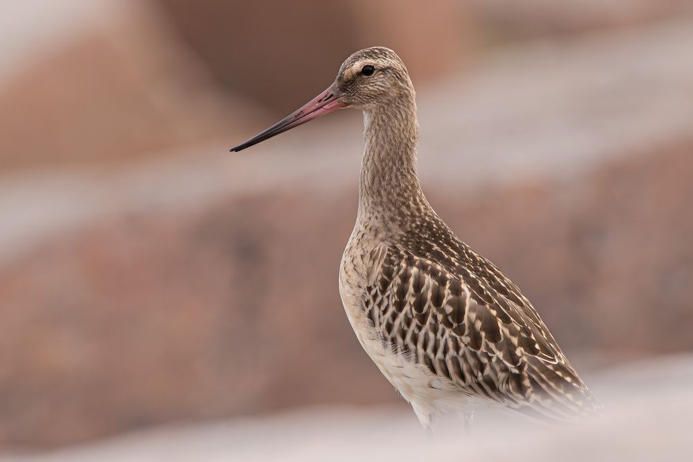 Photograph by Alexei Kriptozoy