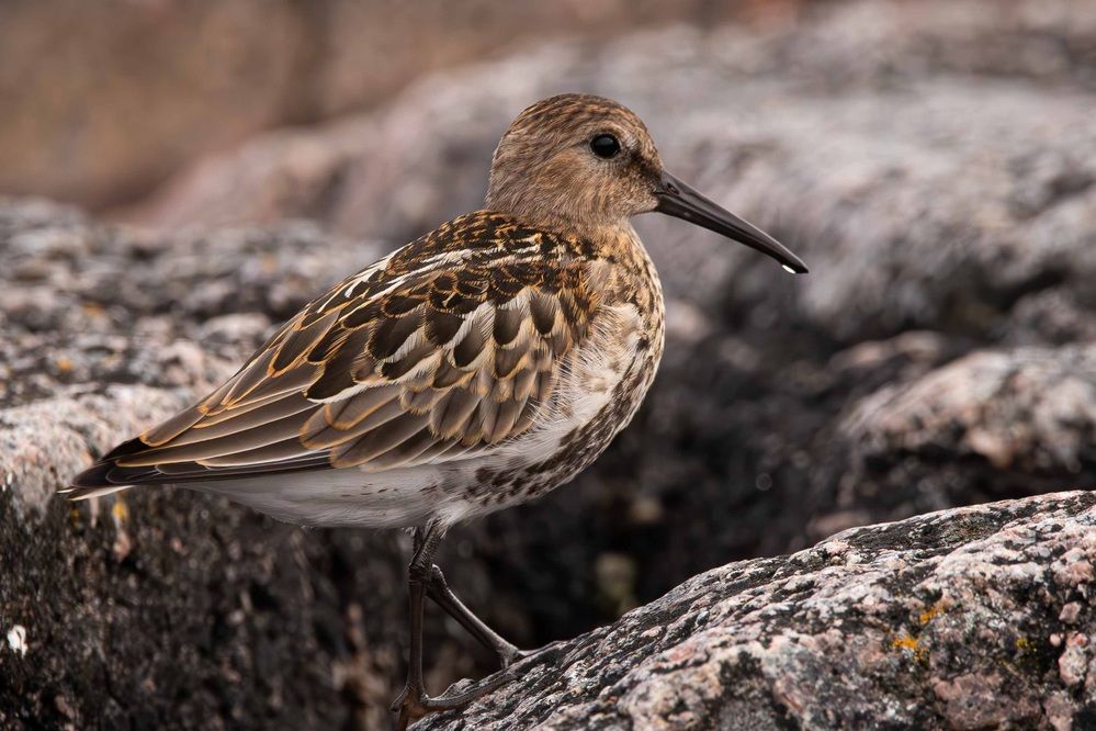 Photograph by Alexei Kriptozoy