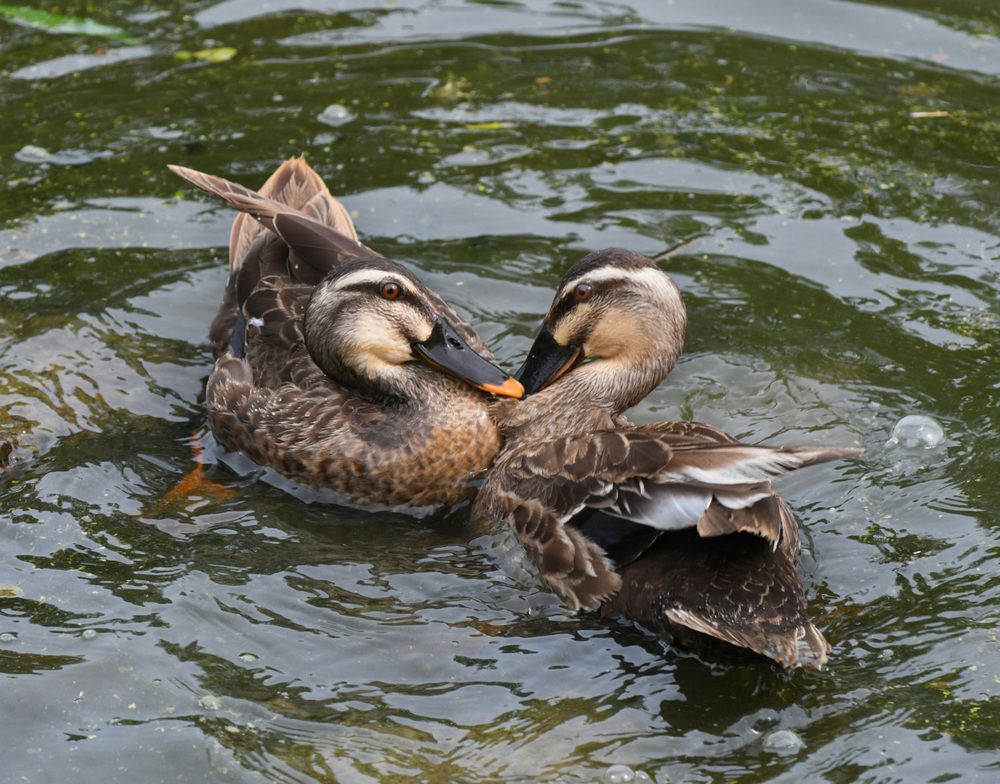 Photograph by Коноплёва Людмила Денисовна