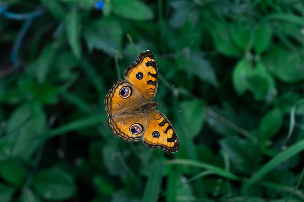 Photograph by Mounika Jalla