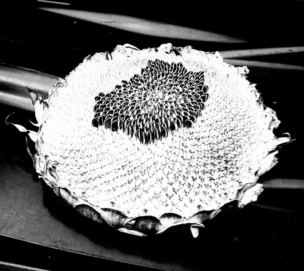 Дыхание осени