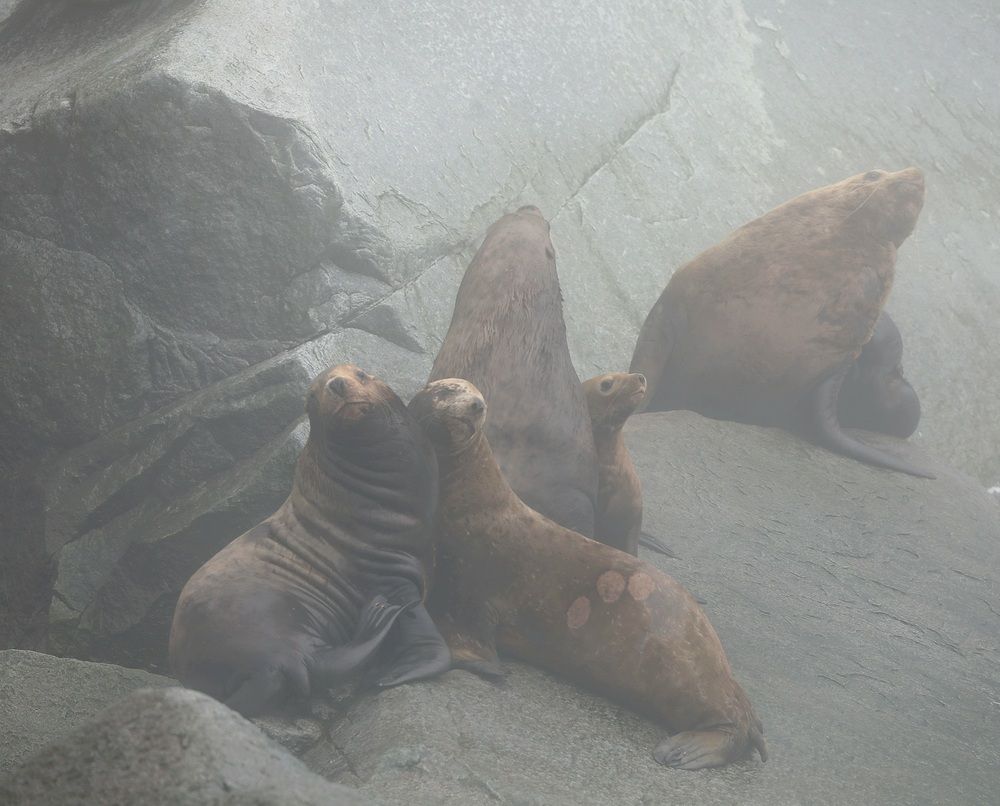 Photograph by Лариса Ким