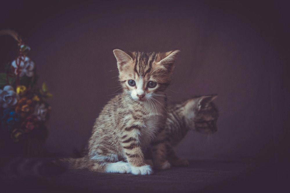 Photograph by Кристина Хестанова