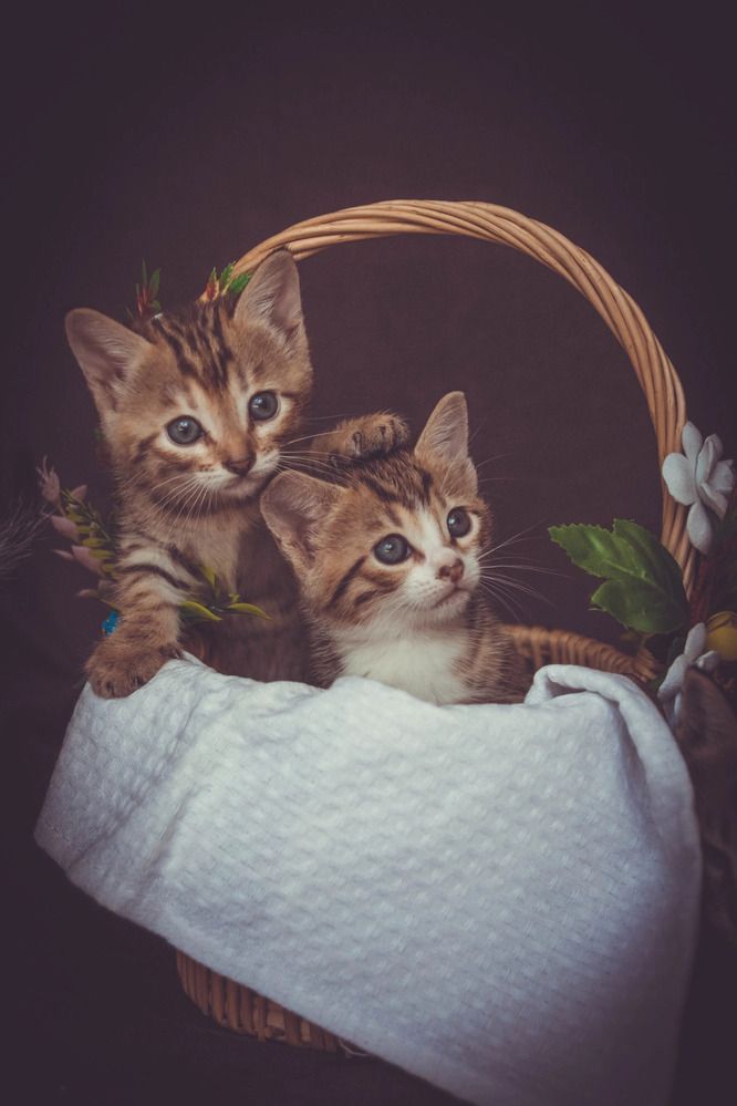 Photograph by Кристина Хестанова