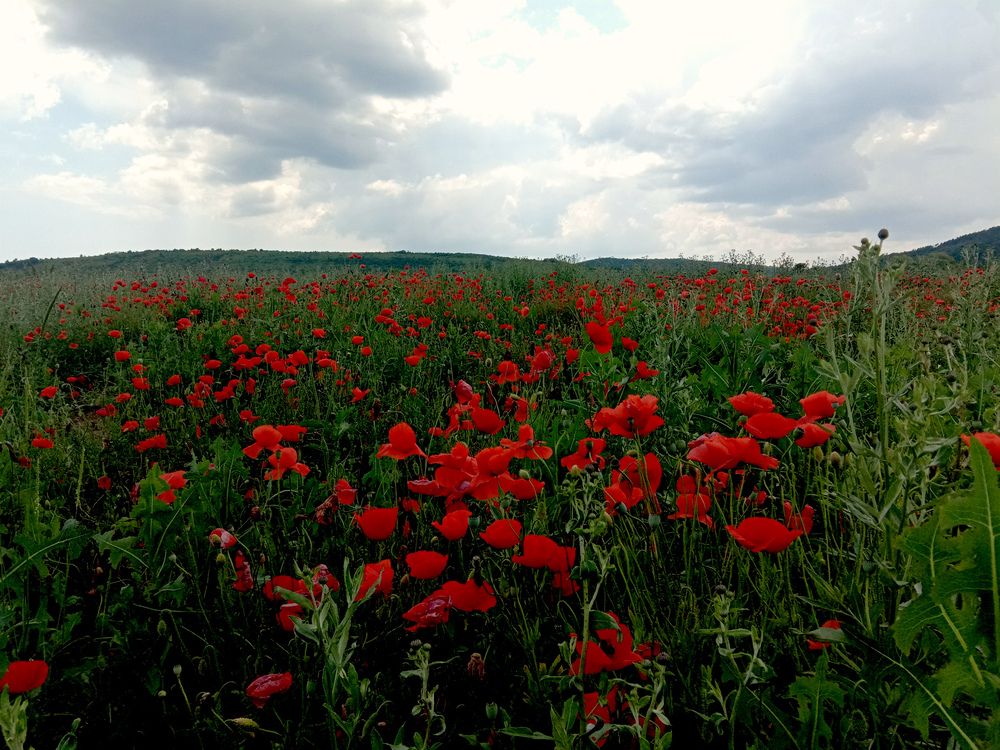 Photograph by Татьяна Стаскевич