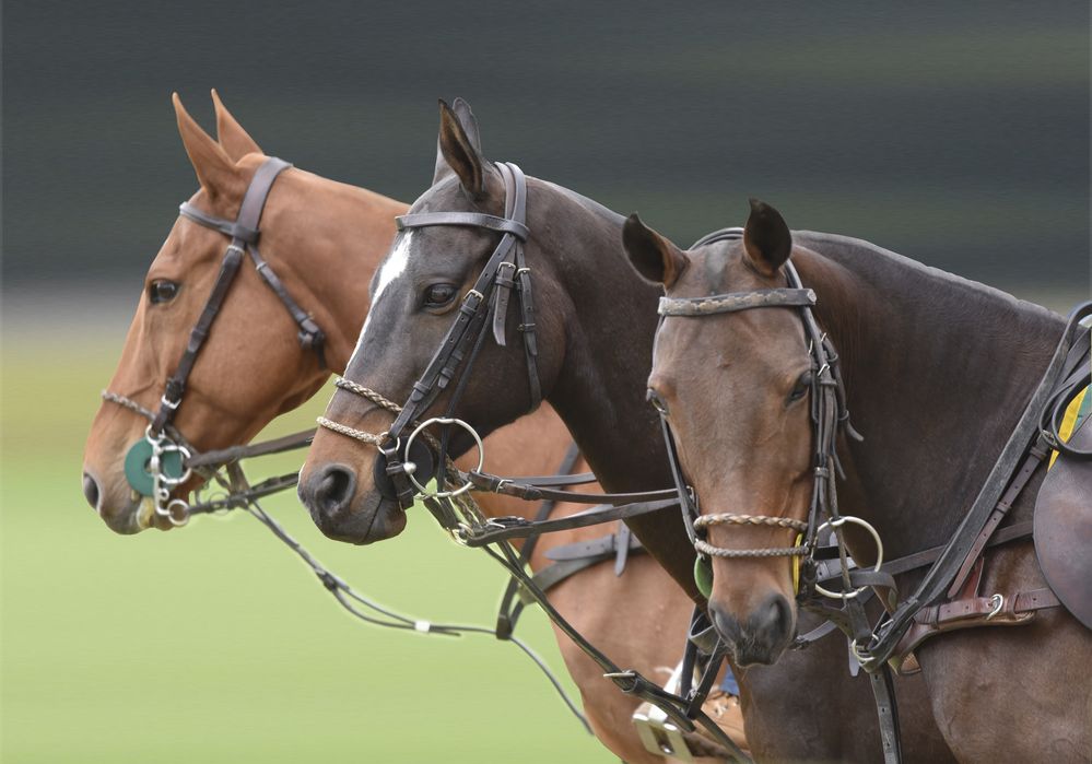 Фотография #12513174