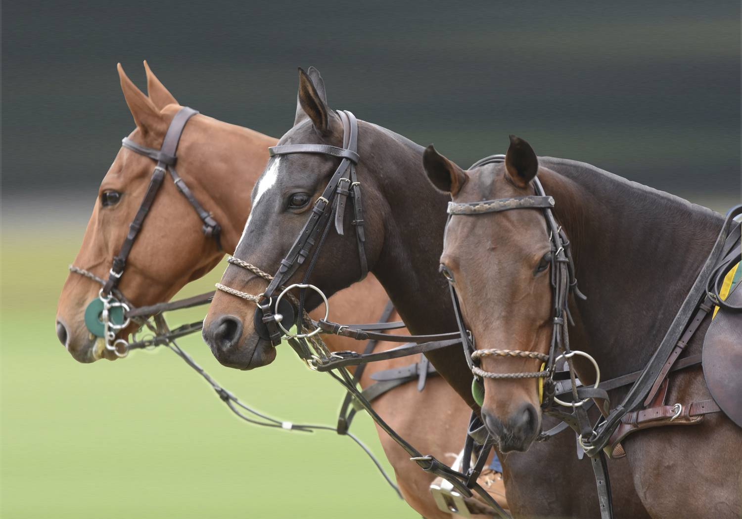 Фотография #12513174