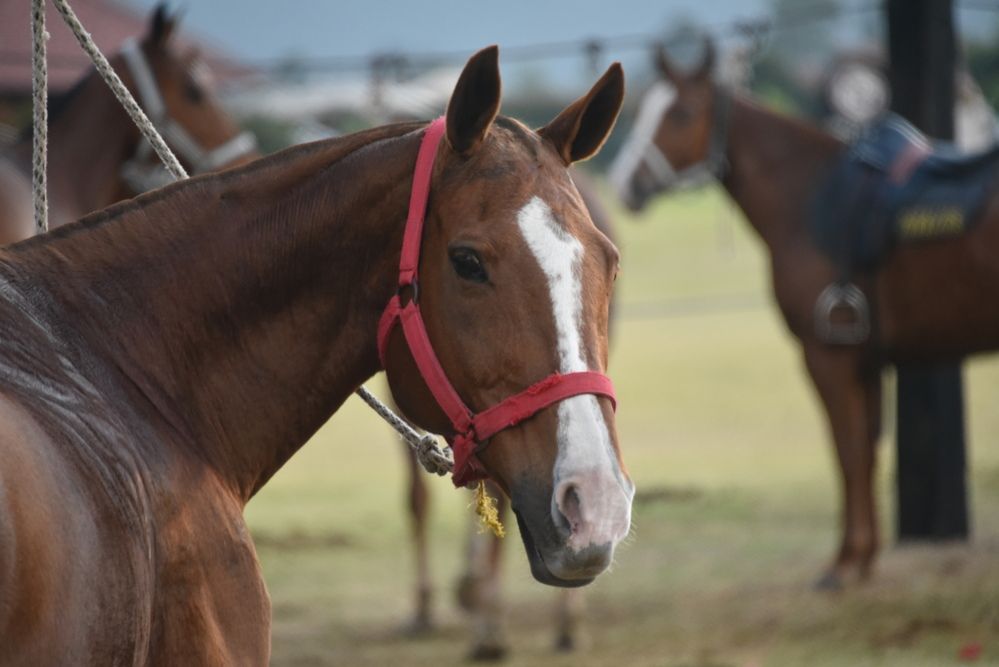 Фотография автора Camilo Martinez