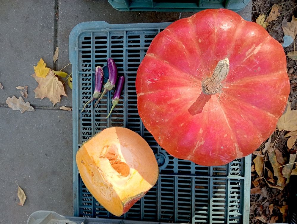 Найди баклажаны ;)