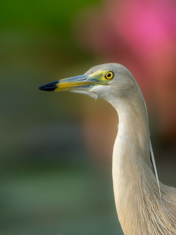 Photograph by SUHAS MANDAL