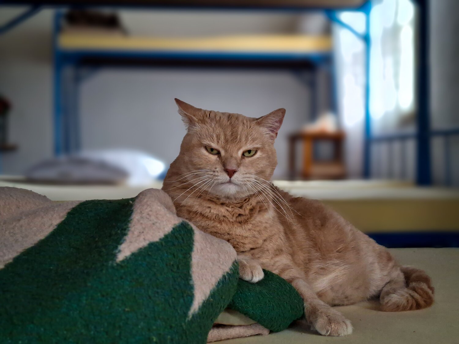 Photo #12513454