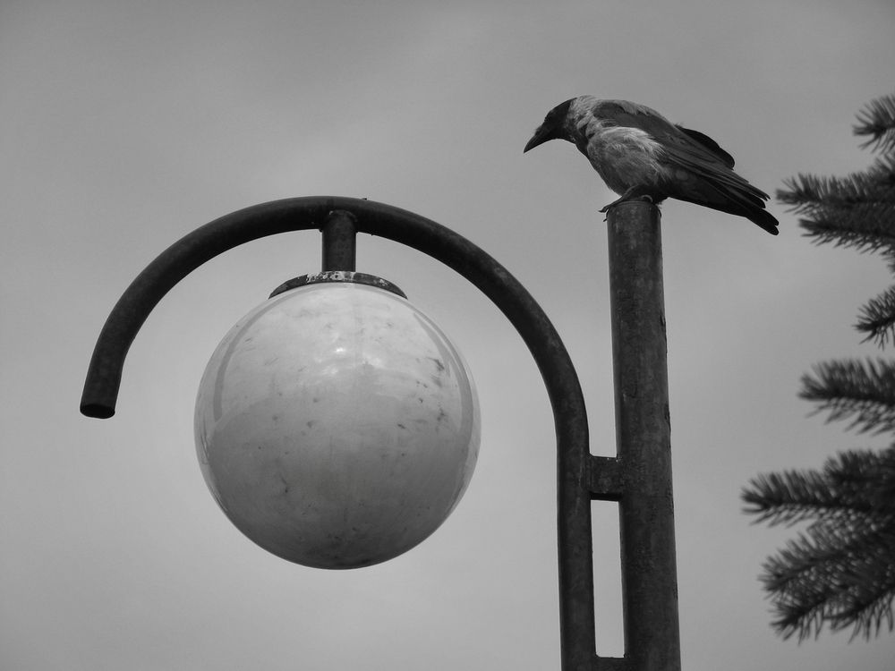 Фотография автора Vera Eremeeva