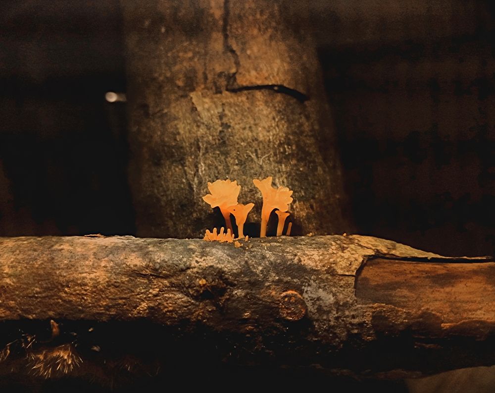 Photograph by MD Ismail Hossain Rafi Rafi
