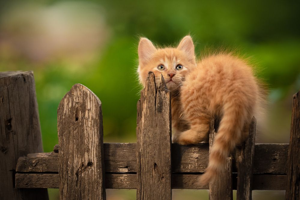 Photograph by Коротун Юрий