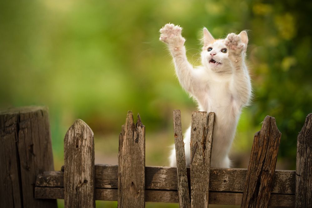 Photograph by Коротун Юрий