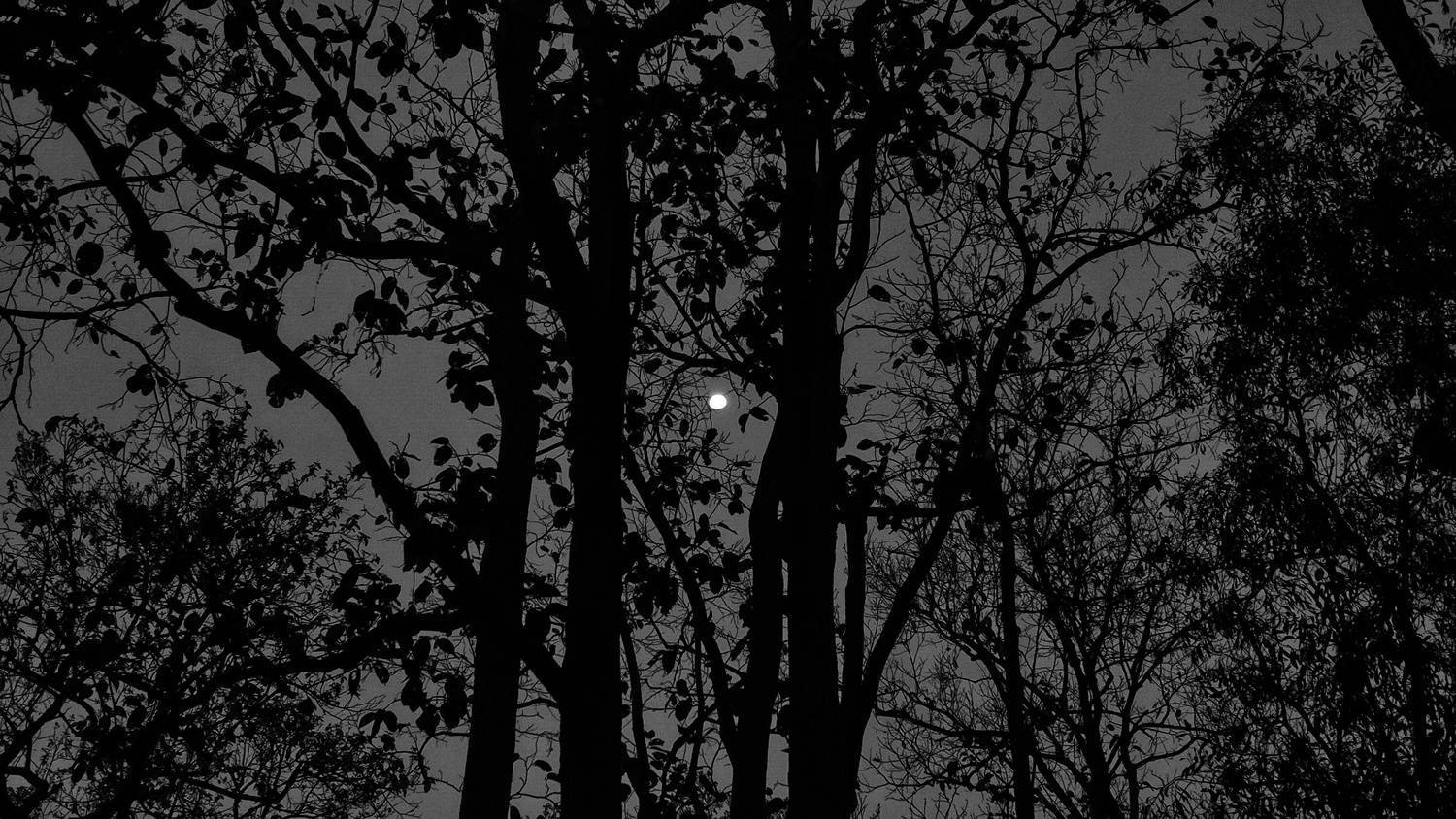 The Jungle Moonlight