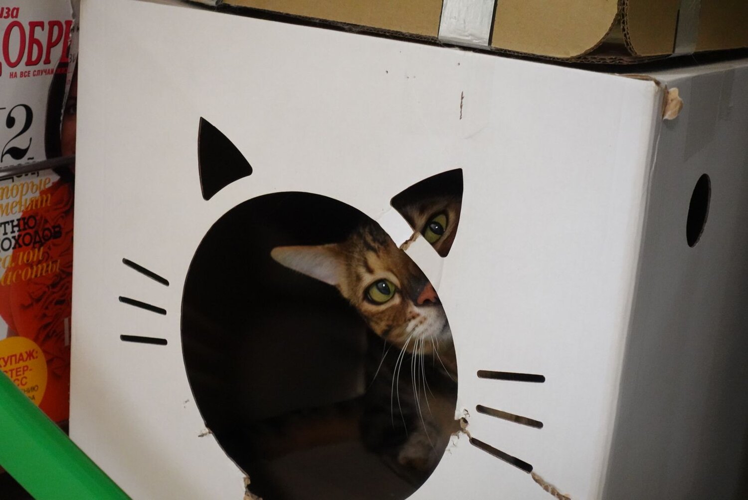 Photo #12514585