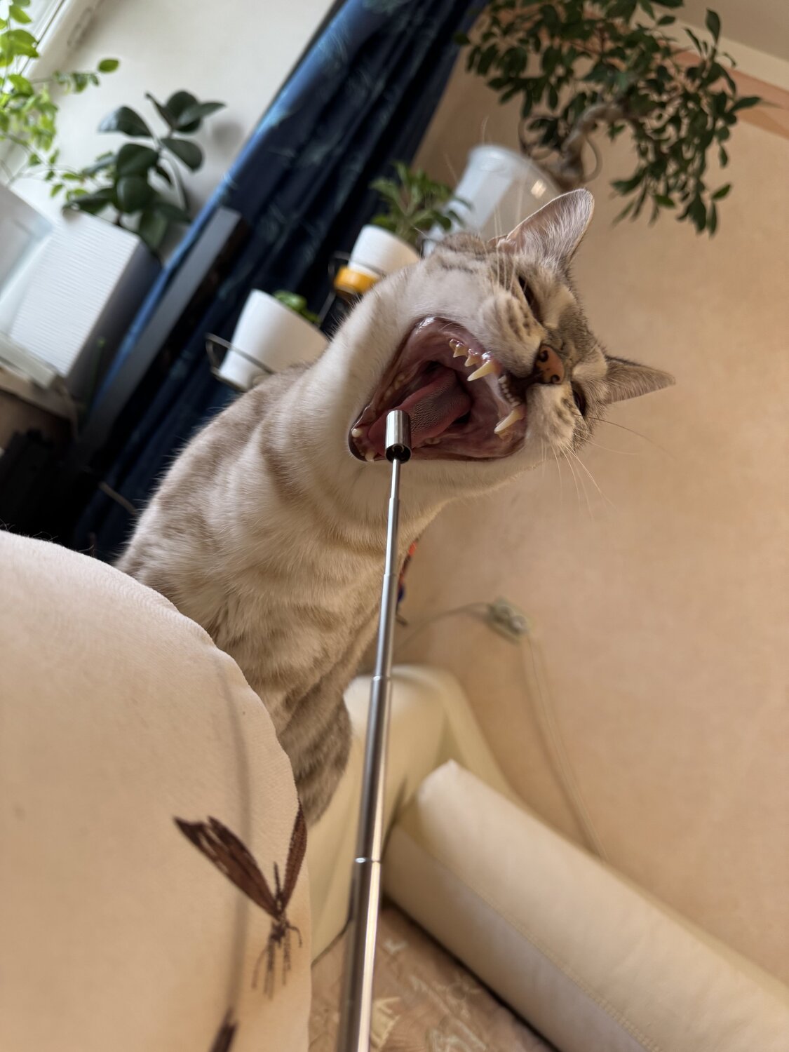 Photo #12514586