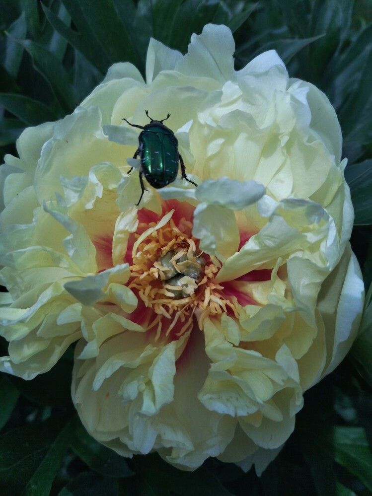 Photograph by Павловская Марина