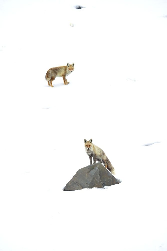 Wildlife is beautiful
