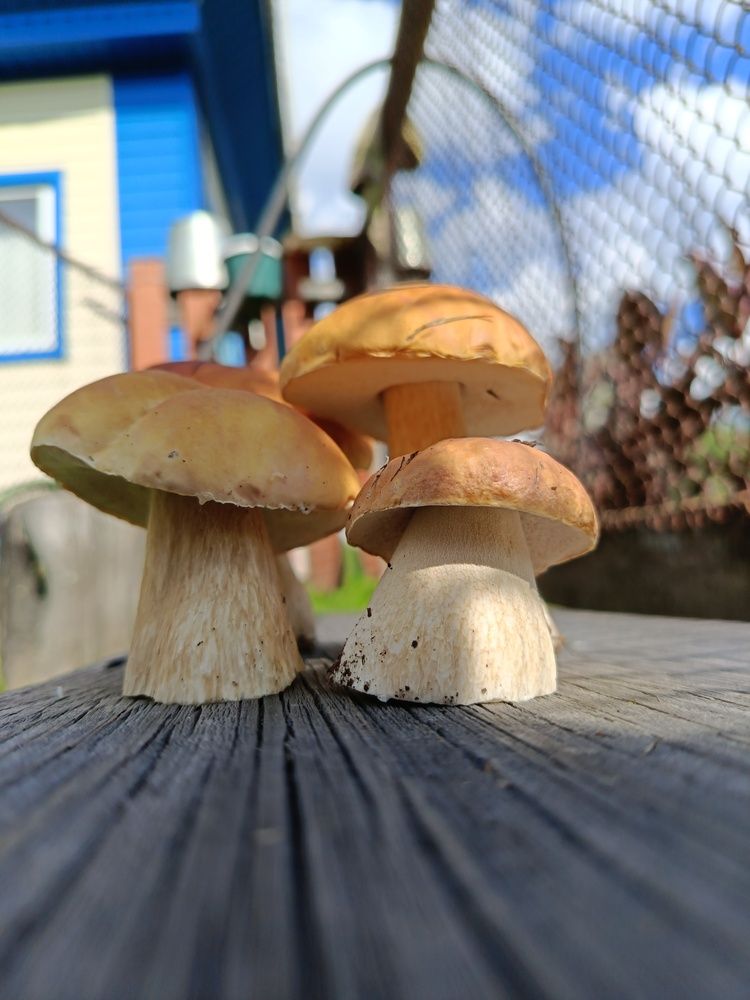 Photograph by Воронова Светлана