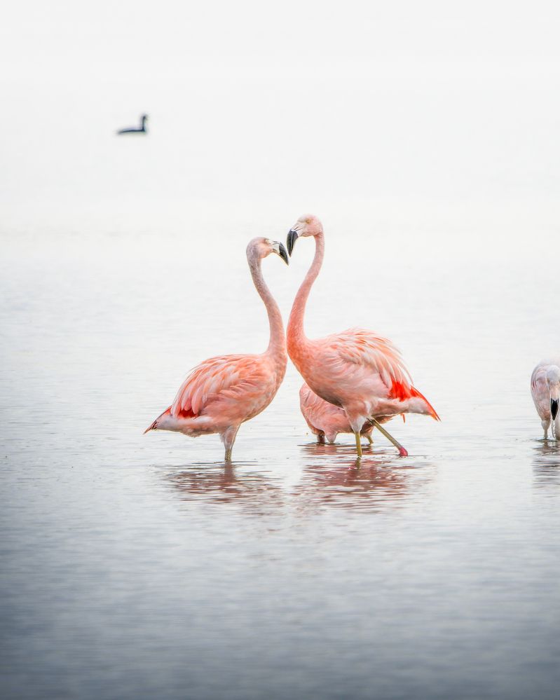 El encuentro de los Flamencos